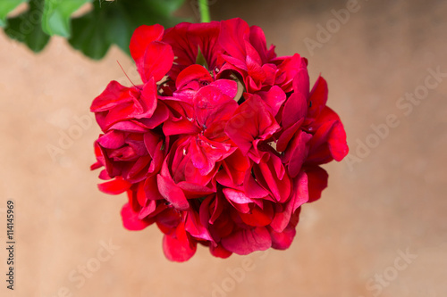 Fototapeta Naklejka Na Ścianę i Meble -  Red geranium flower