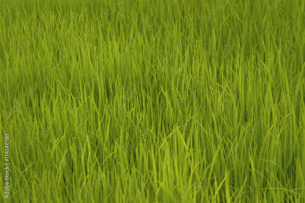Rice sprouts Rice sprouts