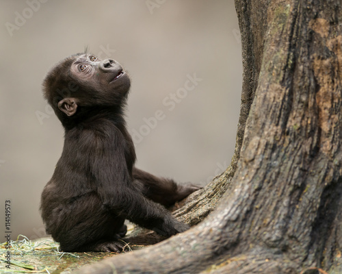 Obraz na płótnie Female infant western lowland gorilla by tree