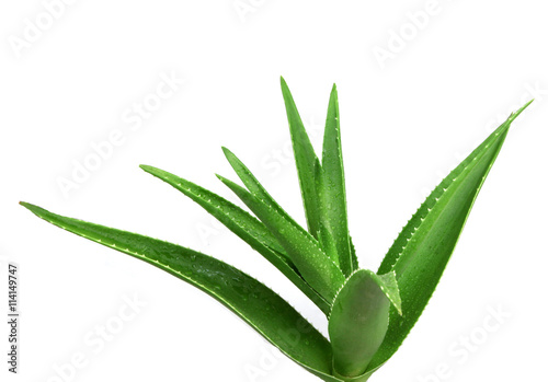 Aloe Vera On White Background.