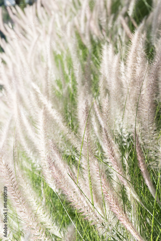 Feather grass in nature Feather grass in nature