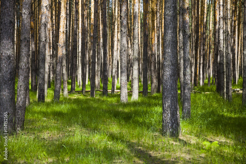 Pine forest in sunny summer day