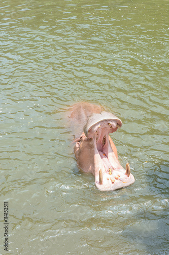 Animal open a mouth to eat photo