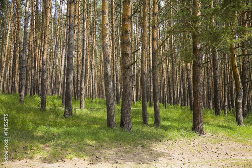 Pine forest in summer day