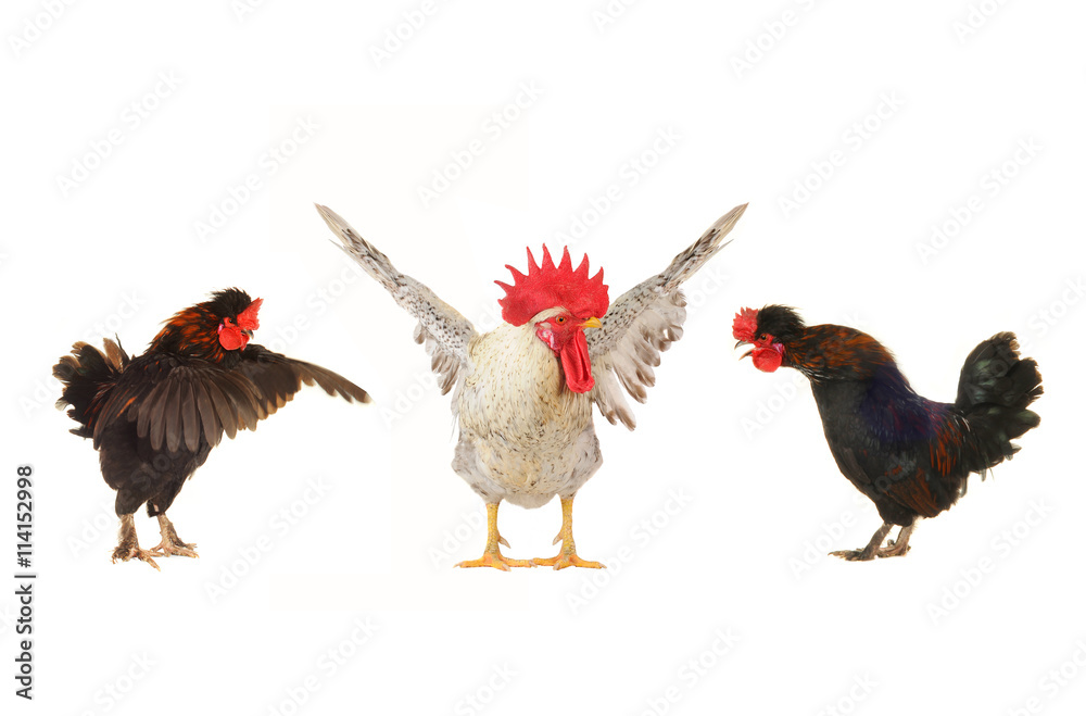 Fototapeta premium roosters