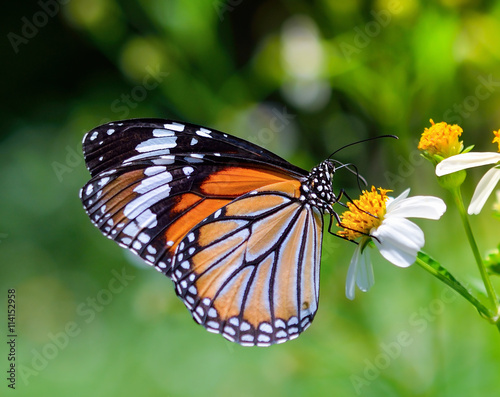 butterfly fly in morning nature on flower