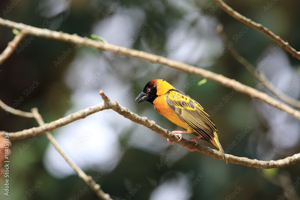 Naklejka premium Village Weaver (Ploceus cucullatus) in Kibale National Park, Uganda