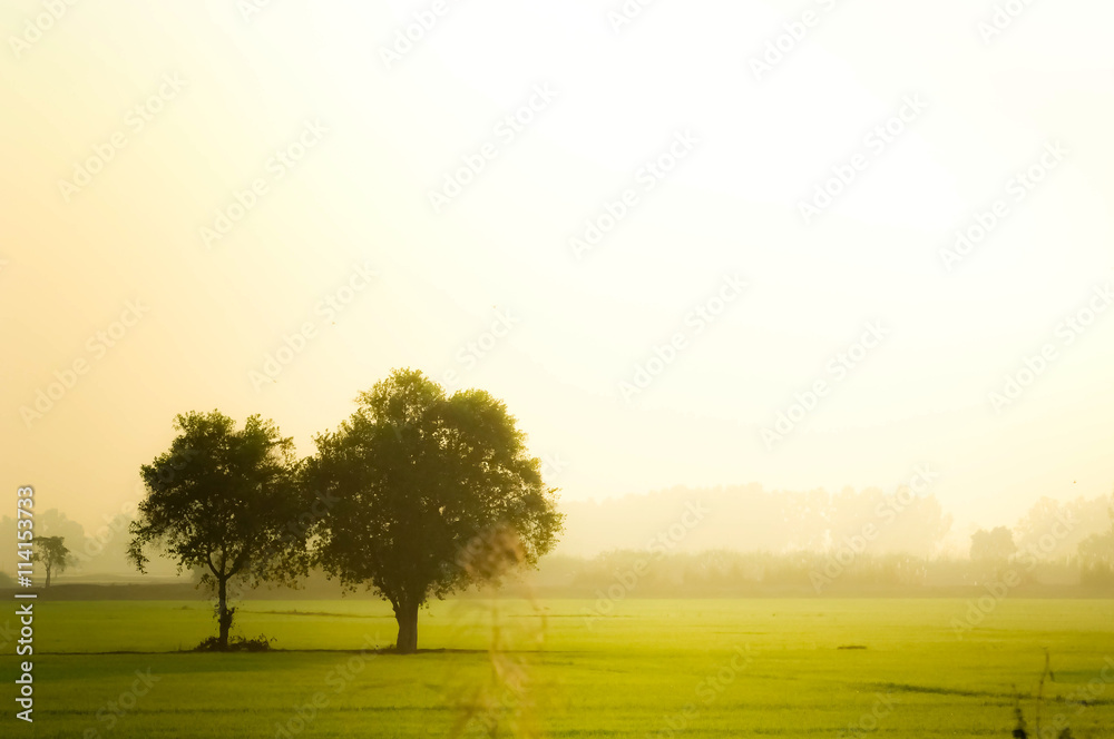 trees in field beautiful green color flare sunny light trees in field beautiful green color flare sunny light