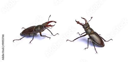 Lucanes photo