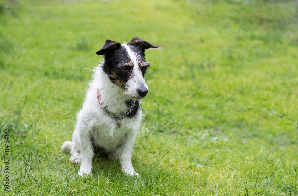 Jack Russell cross dog looking down. Jack Russell cross dog looking down.