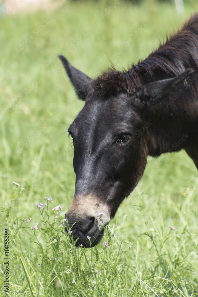 horse in the farm horse in the farm