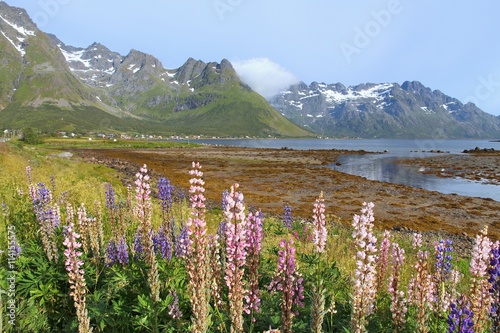 Lofoten landscape in Norway