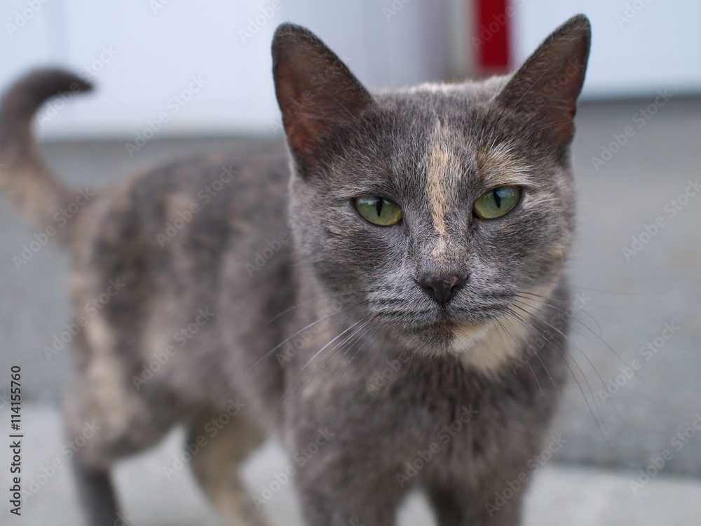 Gray stray cat with green eyes, direct gaze, shallow depth of field
