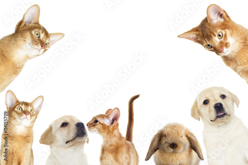 selection of pets