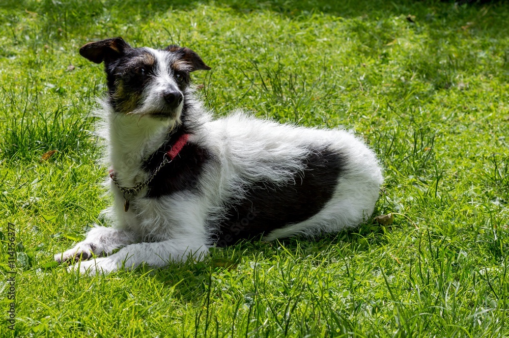 Jack Russell cross dog lying down sniffing the air. Jack Russell cross dog lying down sniffing the air.