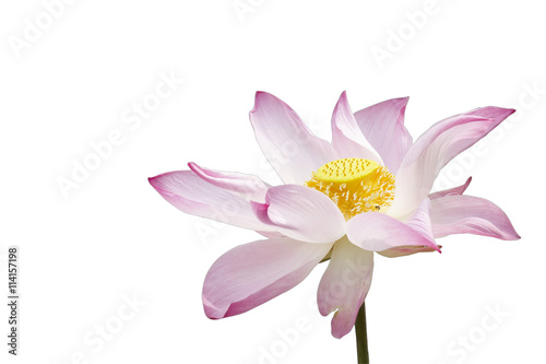 Lotus flower isolate on white background with clipping path