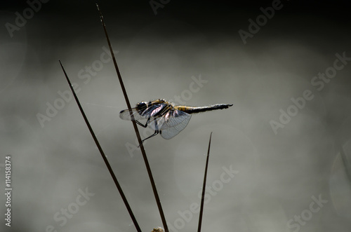 Libelle auf der Jagt photo