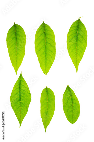 Green spring leaves isolated on white background