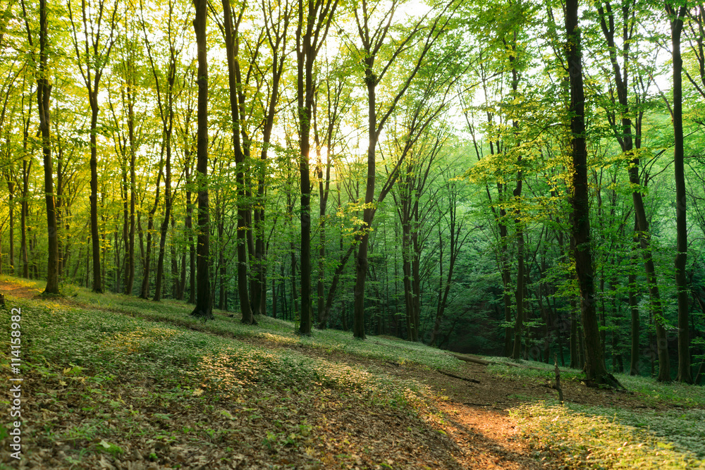 Naklejka premium Sunlight in the green forest.