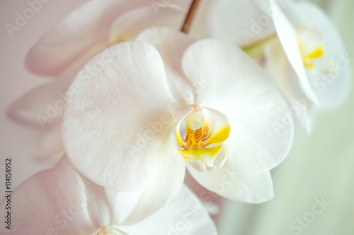 White spring orchid flower in a flowerpot close-up