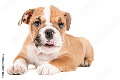 Cute puppy of English Bulldog © ltummy