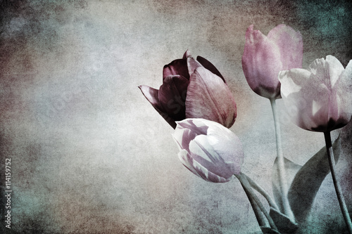 tinted tulips textured