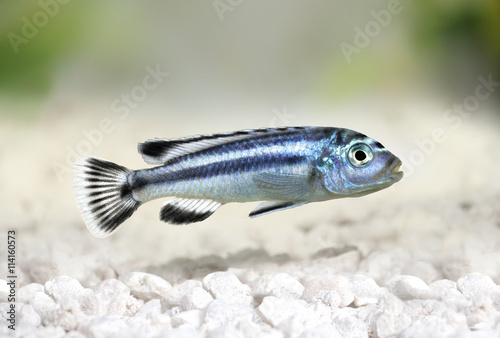 bluegray mbuna malawi cichlid Melanochromis johannii aquarium fish johanni 