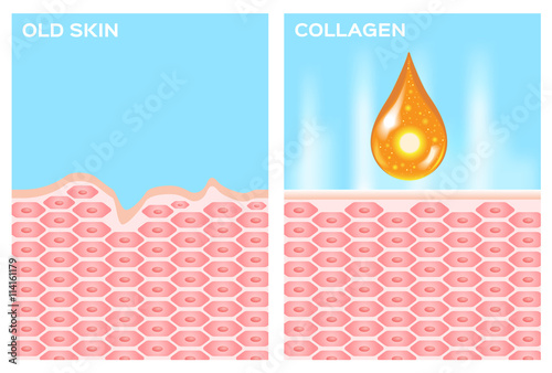 collagen and skin vector . drop collagen
