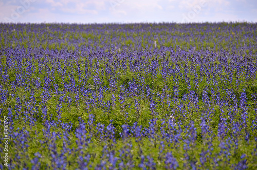 field with blooming blue flowers