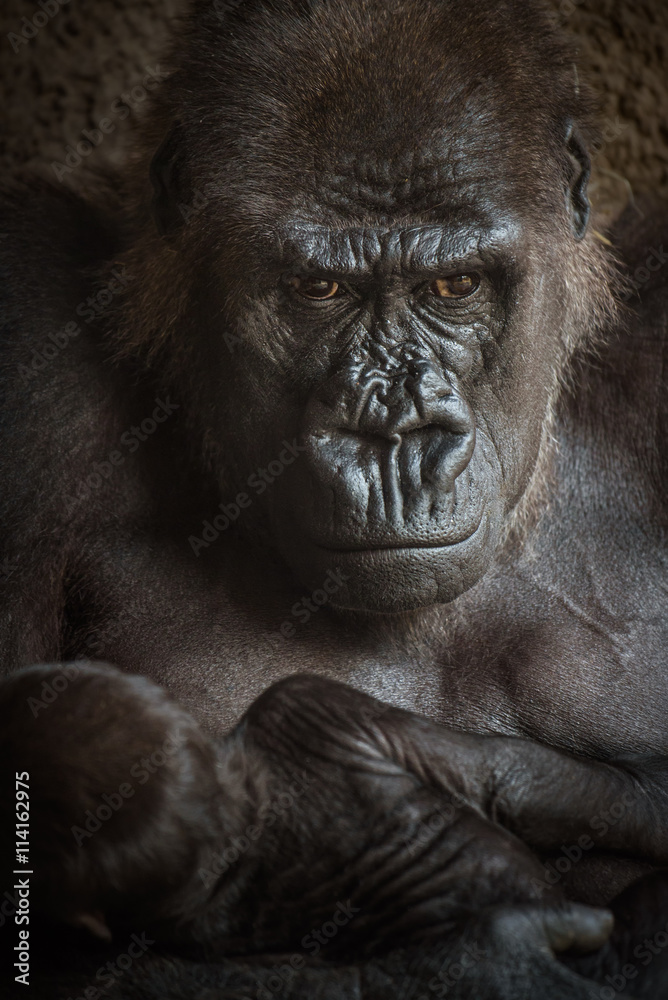 Angry-looking Gorilla with a baby Angry-looking Gorilla with a baby