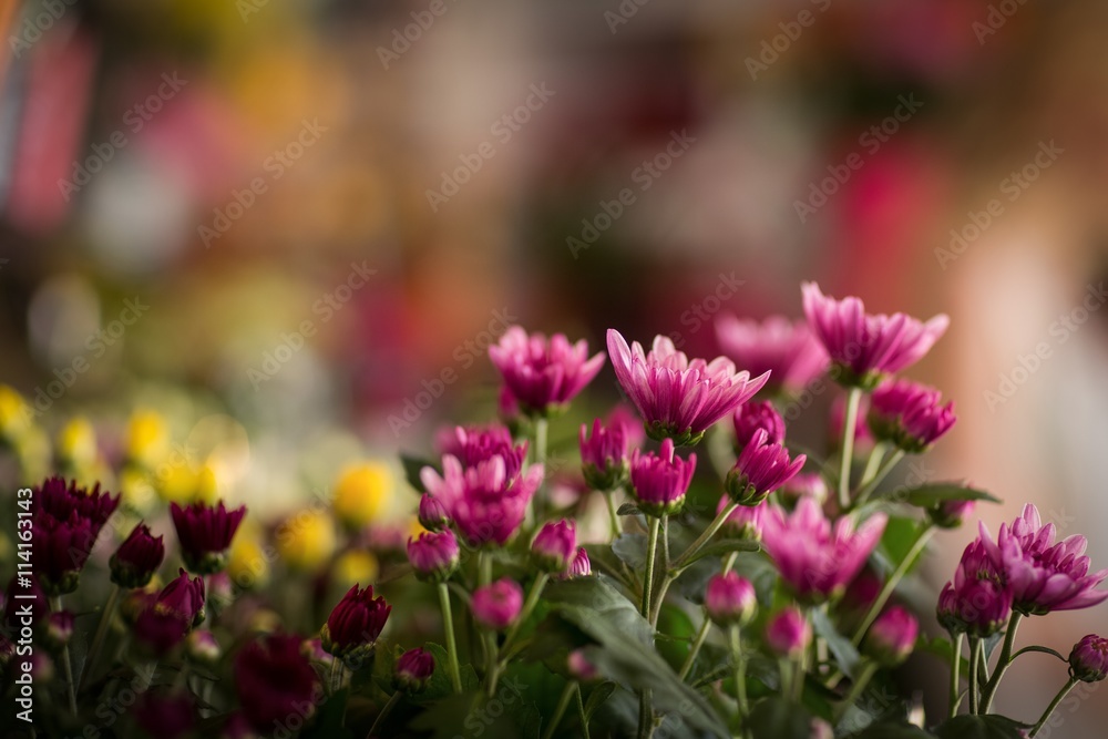 Flowers in florist shop Flowers in florist shop