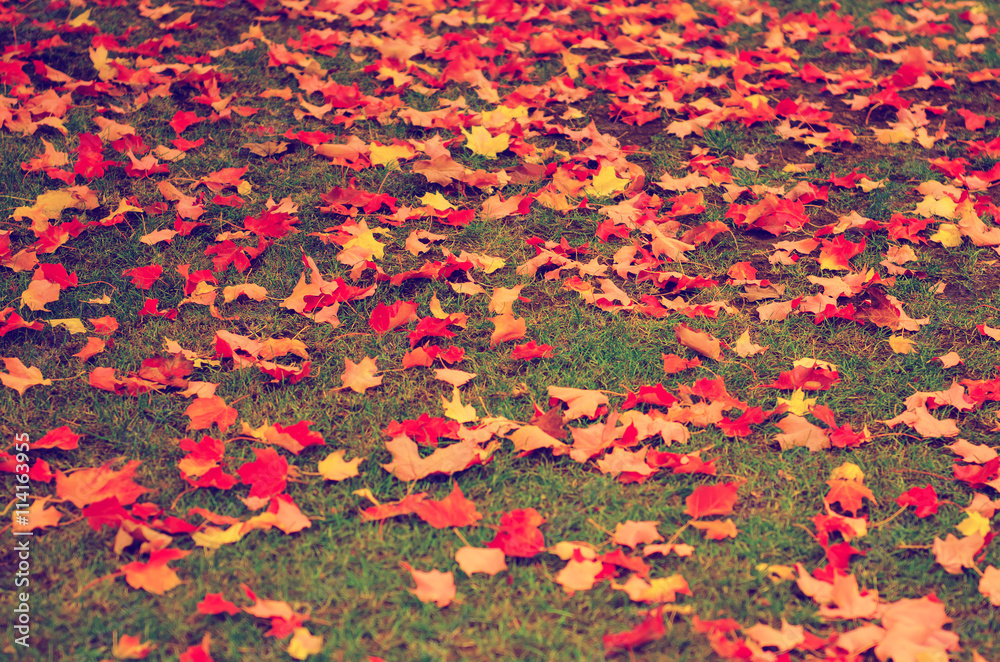 Autumn natural flat vintage hipster background with colorful red maple leaves on a green grass
