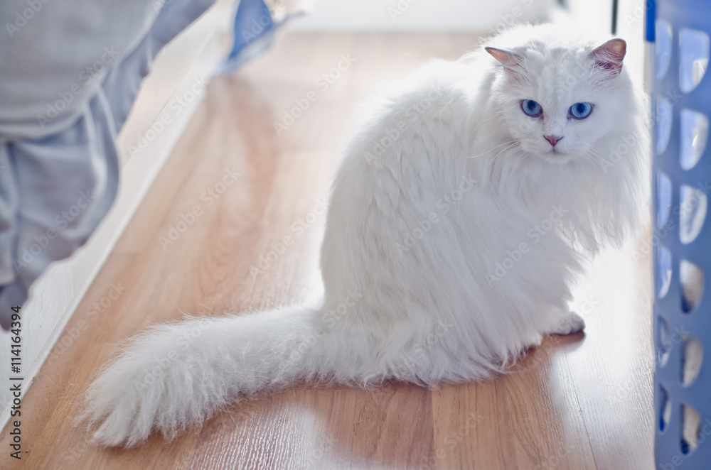 Obraz premium cat scared