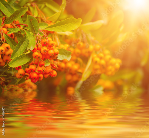 Red autumn berries of Pyracantha with green leaves, natural sunny seasonal fall background with water reflection