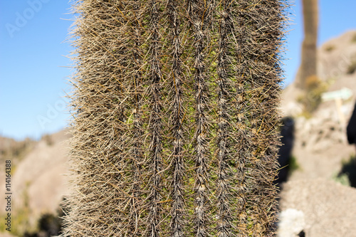 Closeup of cactus plant. Thorns photo