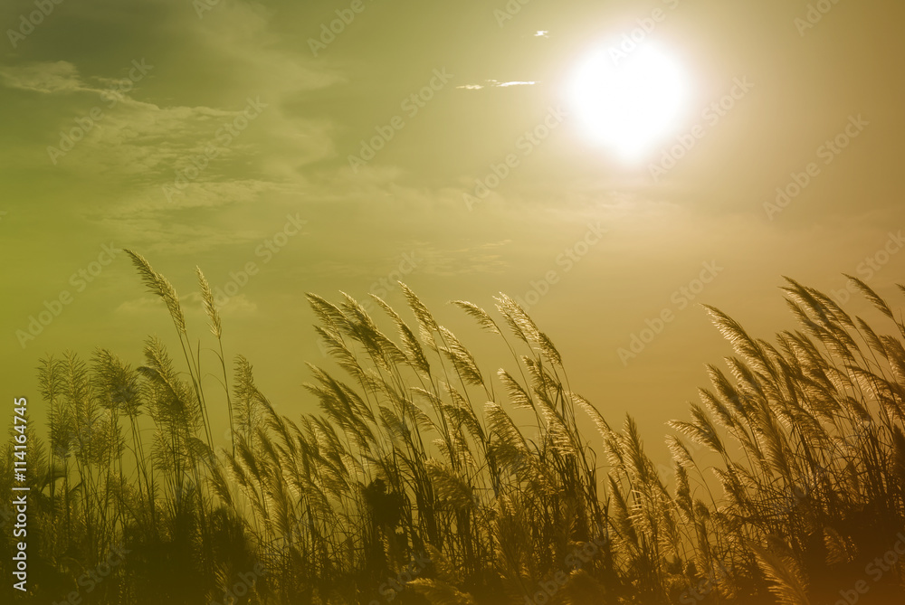Fototapeta premium blurred beautiful brown grass at sunset with vintage tone