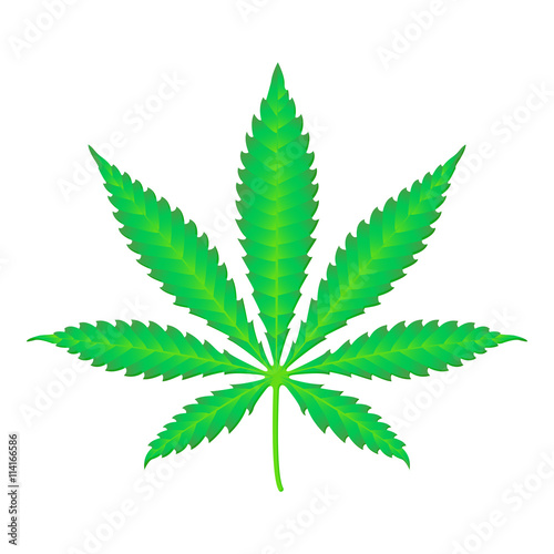 vector cannabis marijuana realistic illustration .