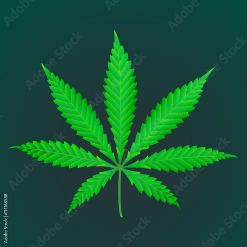 vector cannabis marijuana realistic illustration .