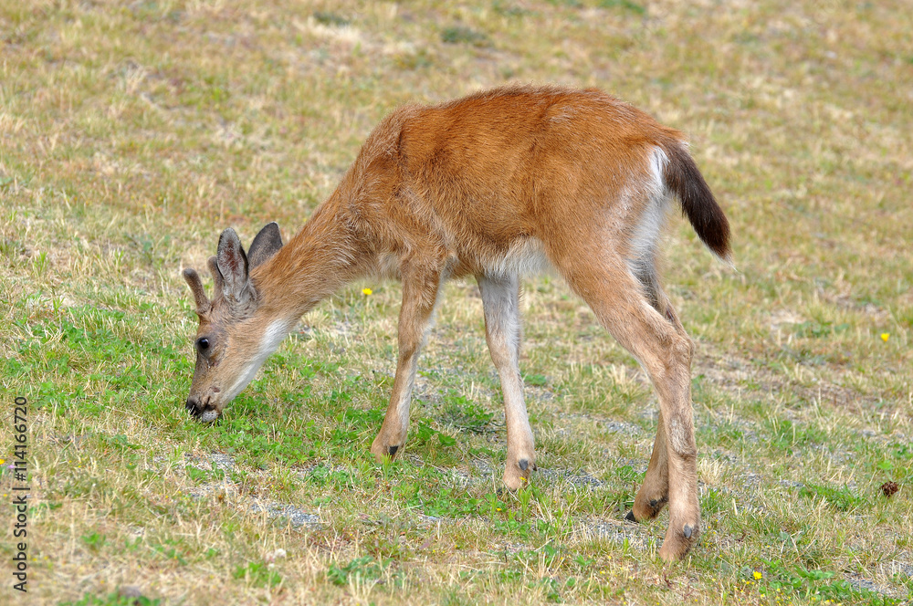 A close-up of a young black-tailed deer with budding velvet covered antlers, standing in a city neighborhood eating grass. A close-up of a young black-tailed deer with budding velvet covered antlers, standing in a city neighborhood eating grass.