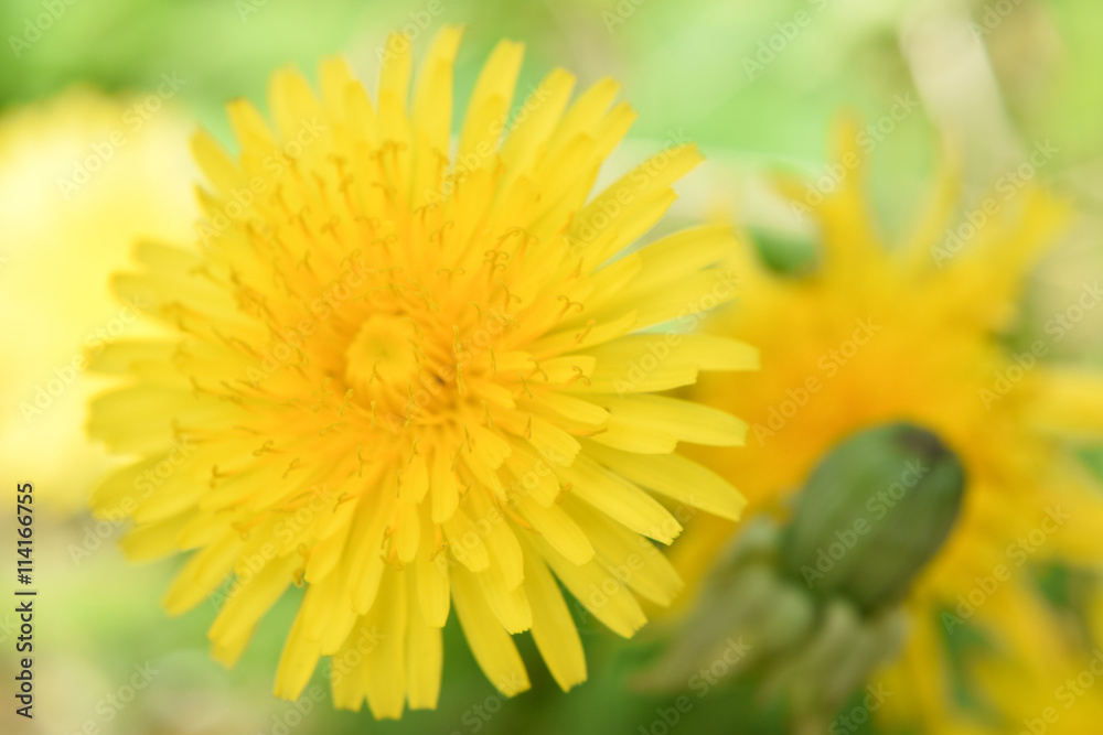 Naklejka premium yellow dandelion and its Bud. out of focus, closeup