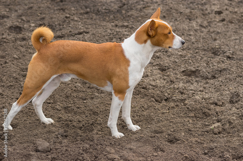 Gorgeous Basenji dog is standing on the ground
