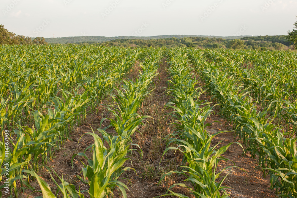 Corn rows.
