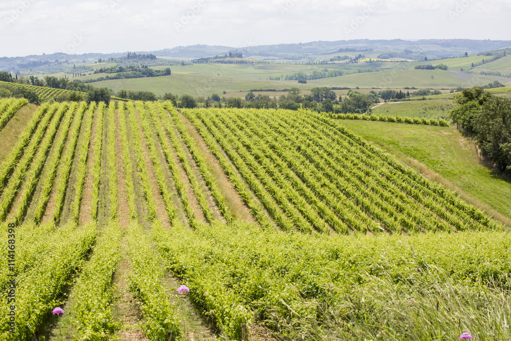 Les vignes de Toscane
