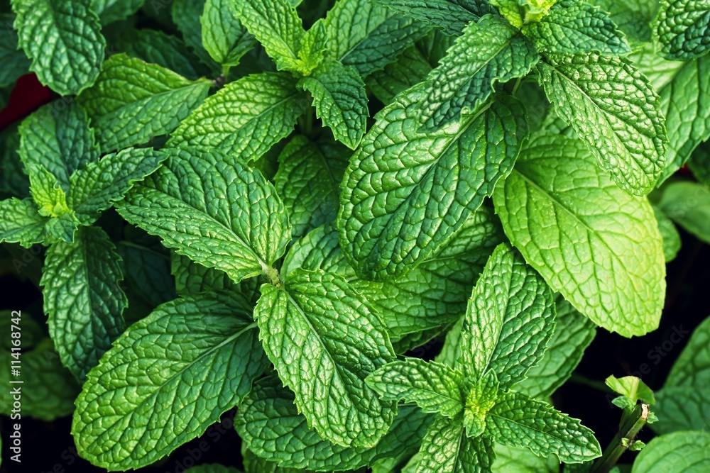 Mint leaves , selective focus Mint leaves , selective focus