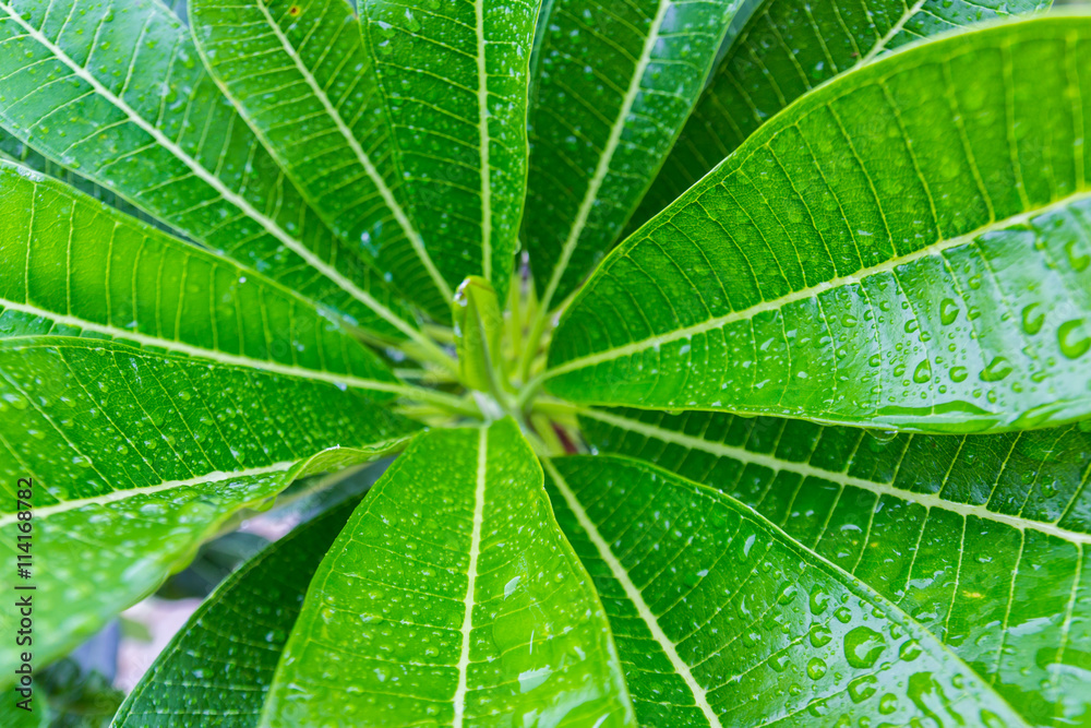 water drop on green leafs water drop on green leafs