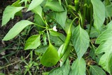 Green chilli plant, selective focus