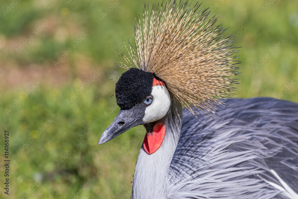Fototapeta premium Beautiful bird. Gold crown of feathers. Grey crowned crane. Portrait.