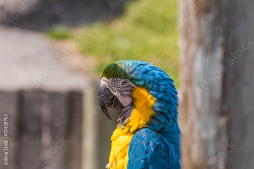 Blue macaw. Macro photo. Portrait. Big beak. Multi-colored feathers