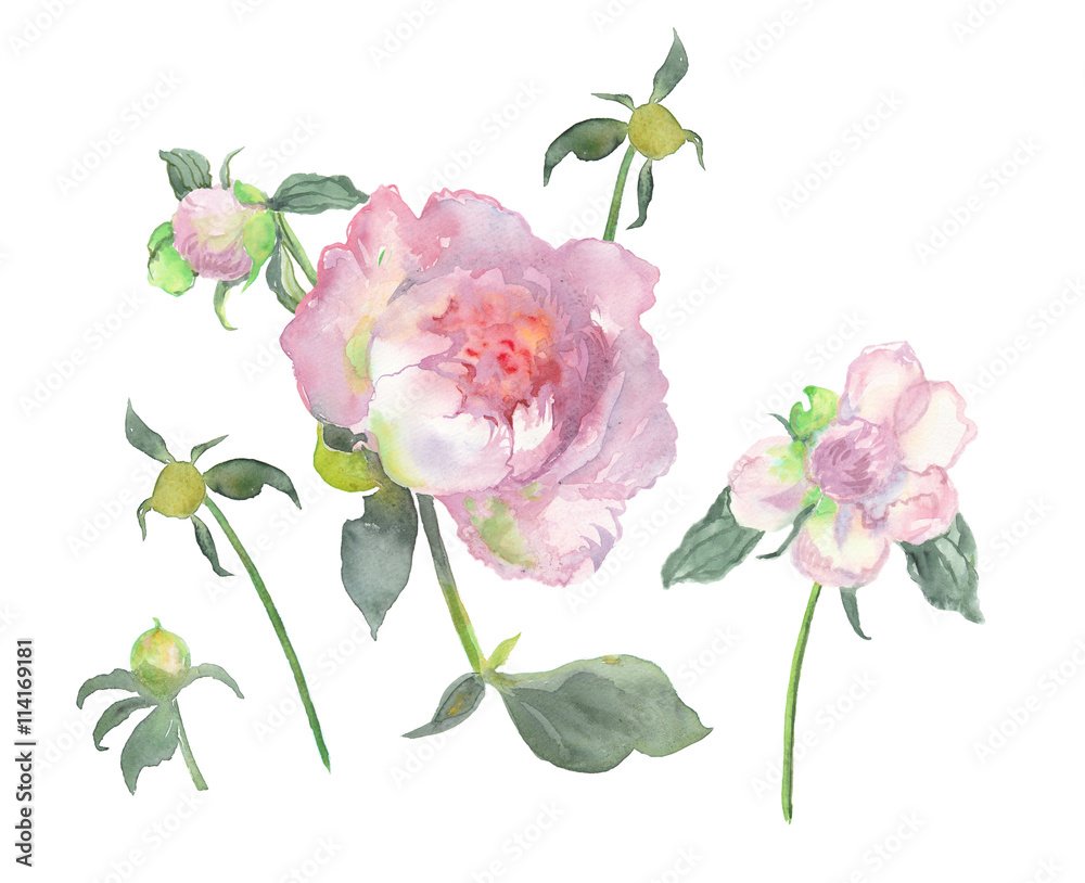 Watercolor peon flowers set on white isolated. Hand painted. Raster illustration. Watercolor peon flowers set on white isolated. Hand painted. Raster illustration.