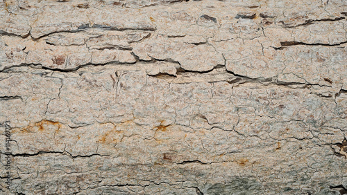 Tree bark texture for background © boonchuay1970